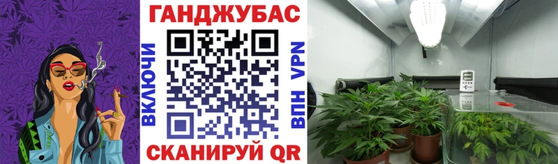 ОМГ ОМГ вход  Дмитриев  Марихуана конопля 